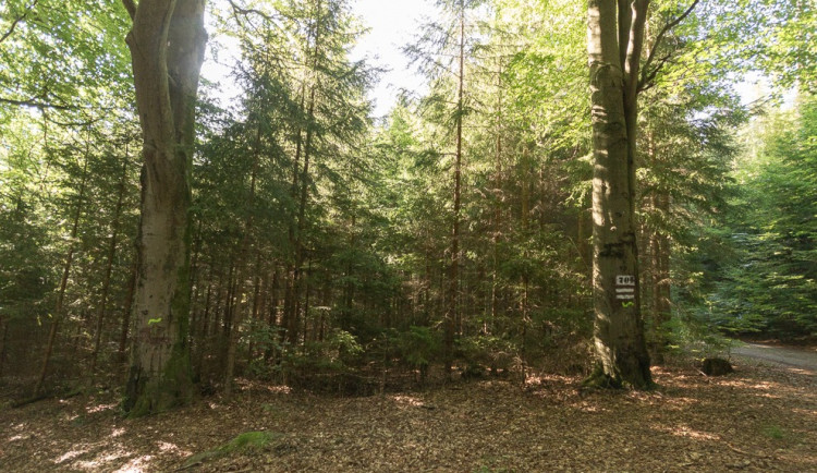 Vlnovka na stromě? Jde o biotopový strom, zůstane až do úplného rozpadu