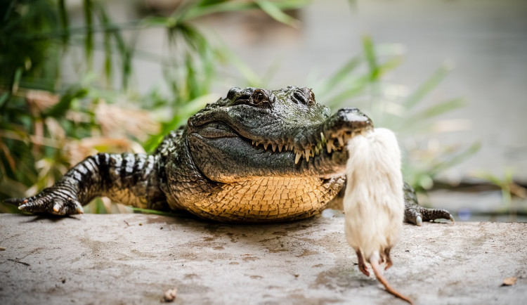 Prodlužte si pohádkové období, zkuste si dát africkou verzi ve dvorském SAFARI PARKU