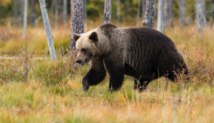 Medvěd na Šumavě je pro místní nepřípustný. Rysi a vlci jsou na tom o poznání lépe