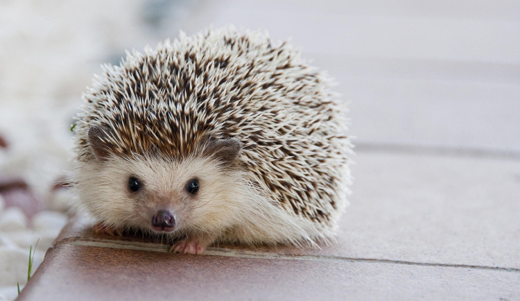 Zima komplikuje život zvířatům. Co dělat s ježkem a kdy přikrmovat ptáky?