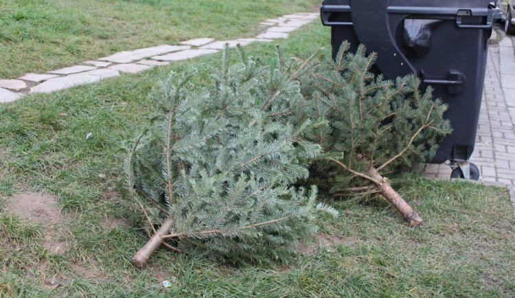 Kam s vánočním stromečkem? V Olomouci začne svoz patrně příští týden