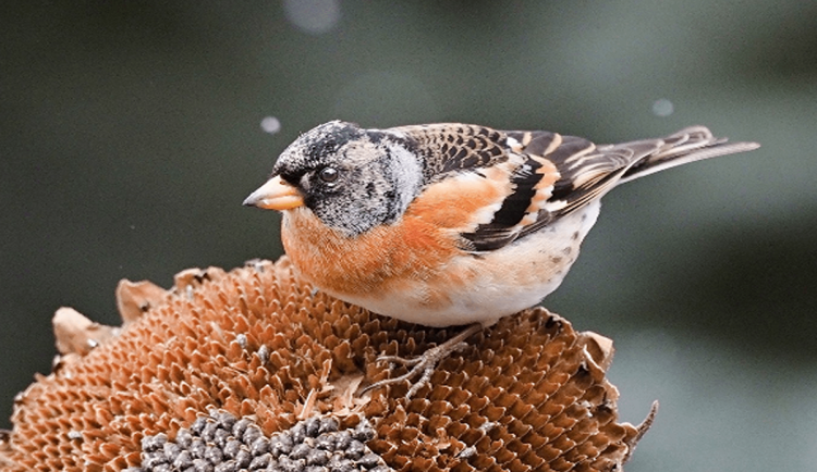 Jihomoravané se chystají sčítat ptáky. Objevují se i méně obvyklé druhy