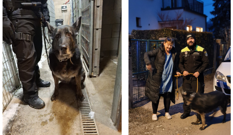 Srdce na pravém místě. Českolipští strážníci našli nový domov fence, jejíž majitel zemřel