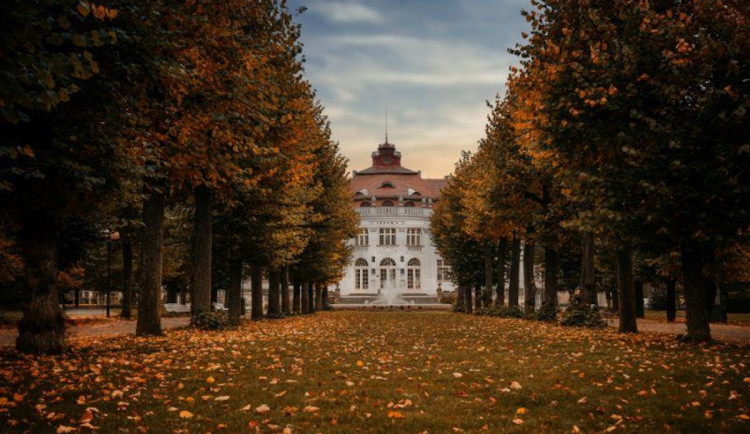 Tři aleje z Karlovarského kraje usilují o titul Alej roku 2025