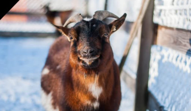 Lamacentrum na Hádech přišlo o zvířecí legendu. Oblíbená koza Koko uhynula ve spánku