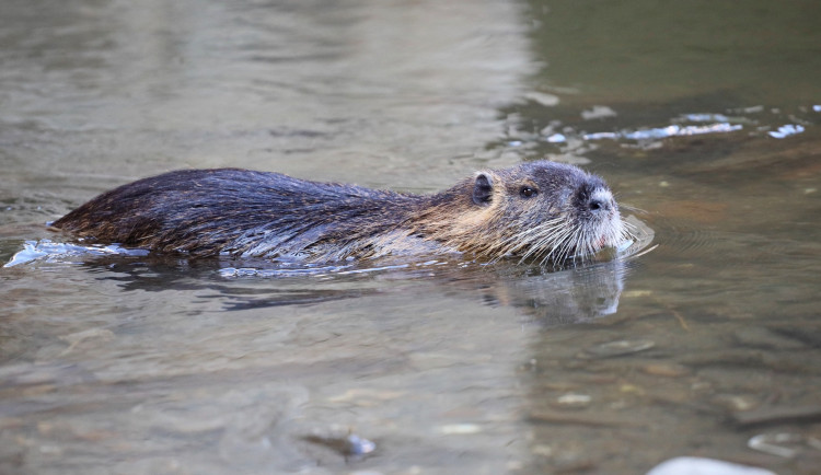 V Břeclavi válčí s nutriemi. Mráz jim neprospívá, tak je nekrmte, vzkazuje radnice