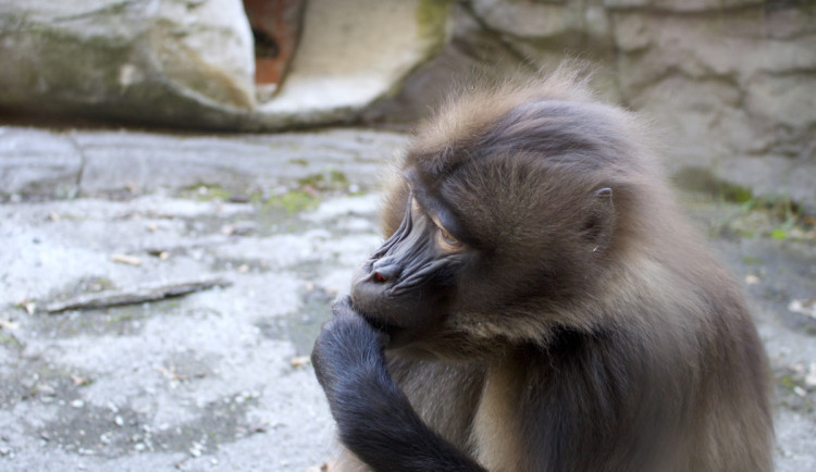Zoo Brno má za sebou rekordní rok, návštěvníky lákala mláďata i nové expozice