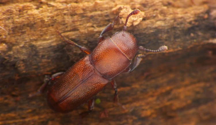 Vzácný brouk se po sto letech vrátil na jih Moravy. Vědci ho našli na Soutoku