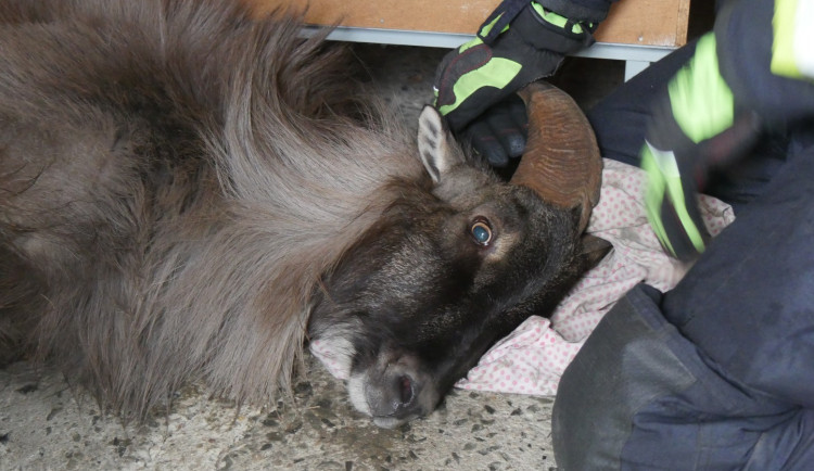 Zaběhnutá exotická koza se týdny toulala po horách. Hasiči ji odchytili až ve sklepě v Jeseníku