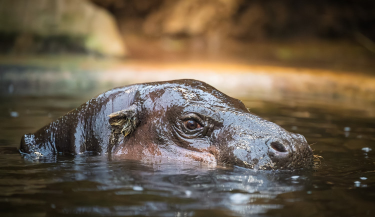 Jarní prázdniny mohou děti trávit ve dvorském Safari Parku