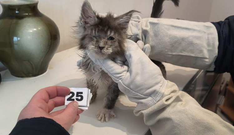 Žena chovala 45 koček v nevhodných podmínkách v bytě na brněnských Vinohradech