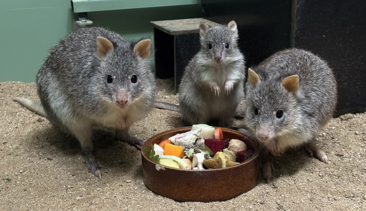 Návštěvníci mohou sledovat první kroky mláděte klokánka rudohnědého v Zoo Brno