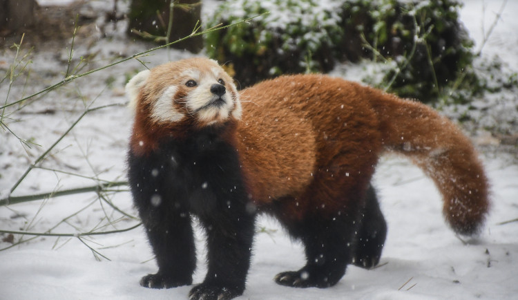 Zima v Zoo Jihlava: Irbis září, plameňáci šetří teplo, panda si užívá sníh
