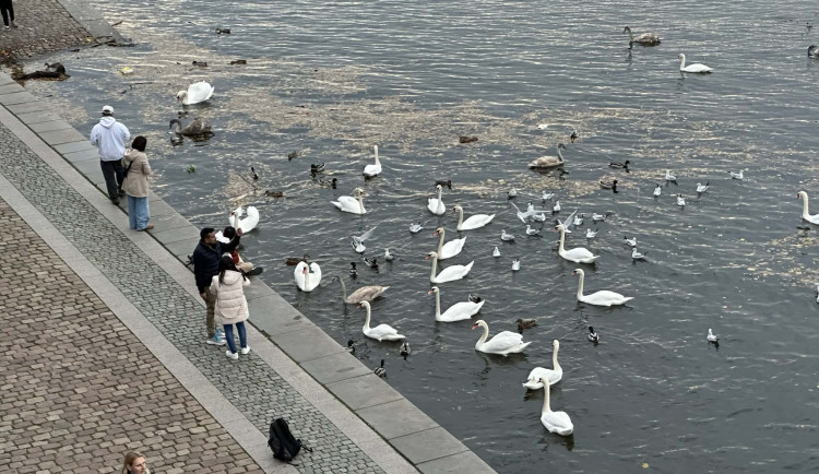 Po zoo zjistili v Praze ptačí chřipku i u racka z náplavky