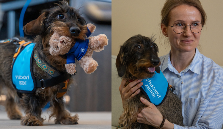 Nová pomocnice pražských policistů. Jezevčice Berta bude asistovat u výslechů