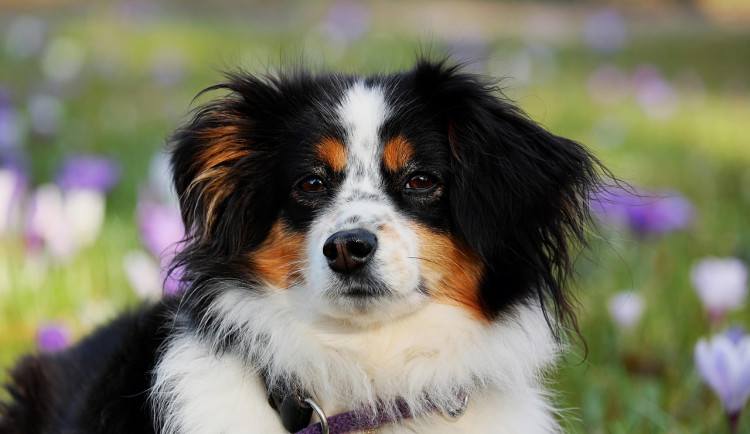 Krajem se šíří choroba, která hubí psy i kočky. Nakazili se i divočáci kus za Brnem