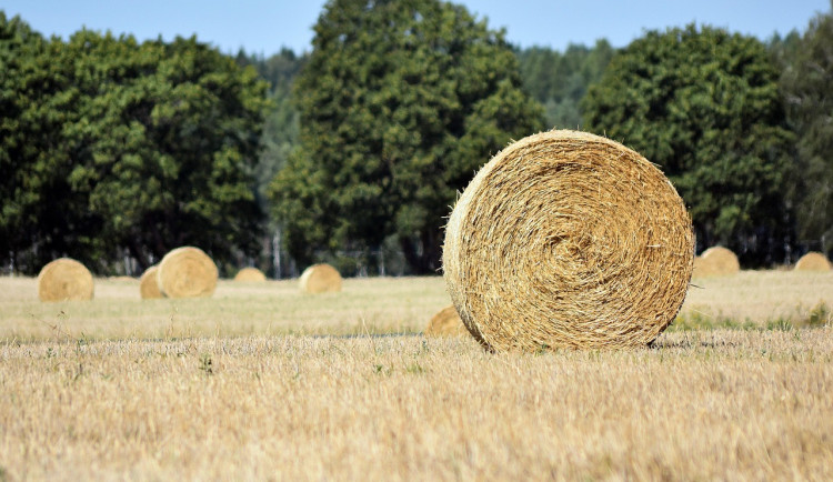 Zemědělské a průmyslové ceny v lednu meziročně klesly