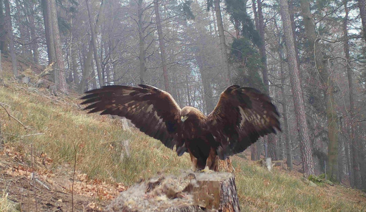 Orlům se na Moravě daří. Ochránci z Poodří sledují až sedm hnízdišť
