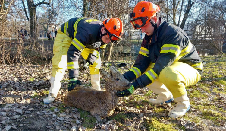Psa uvěznilo dřevo, srnka uvízla v bahně. Hasiči zachraňovali zvířata v nesnázích