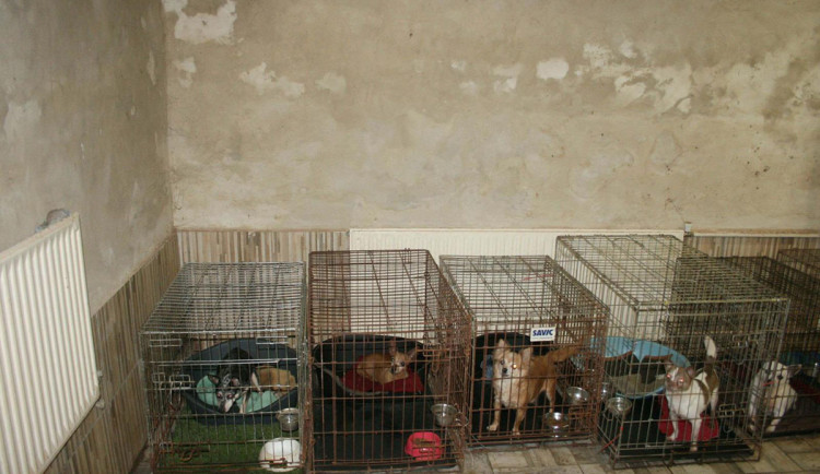 Byznys se psy v otřesných podmínkách. Kontroly odhalily několik ilegálních chovů