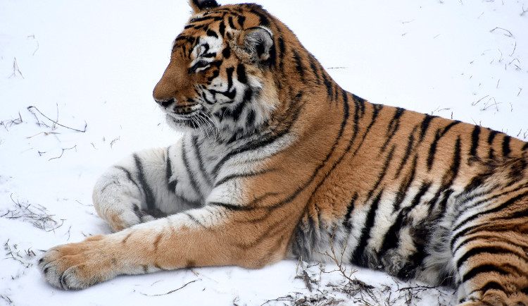 Smutná zpráva z Hodonína. Zemřela tygřice Raja, veterináři jí našli nádor