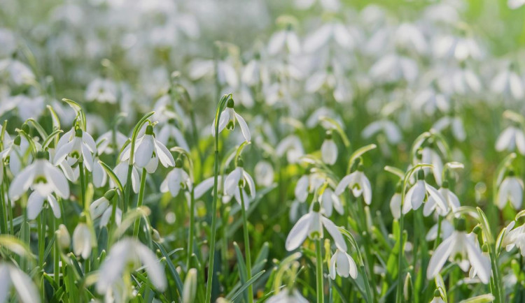 Jarní počasí vydrží i v dalších dnech, bude až 17 stupňů