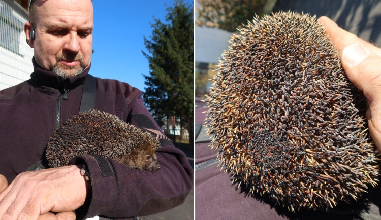 Ježek utrpěl popáleniny. Asi zimoval v hromadě zahradního odpadu, kterou někdo zapálil