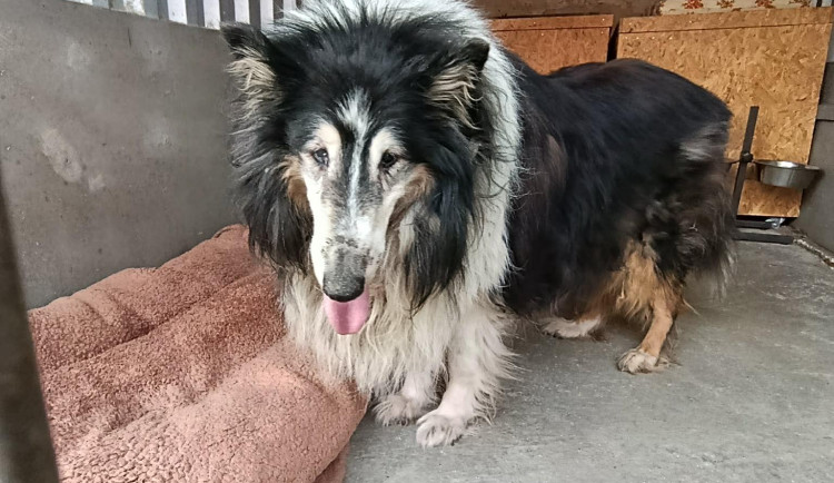 Senior už se nedokázal starat o psa, obézní a silně zanedbaný Brian skončil v útulku