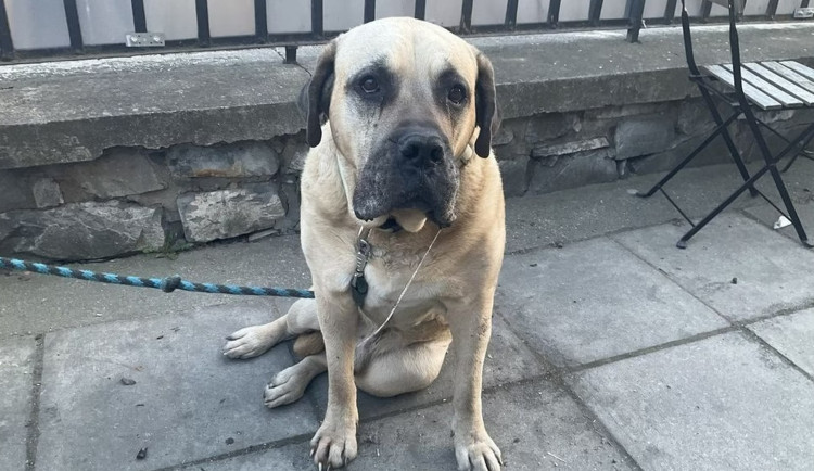 Muž z Řepčína zapomněl psa v hospodě a po noční usnul. Posmutnělý kamarád na něho vytrvale čekal