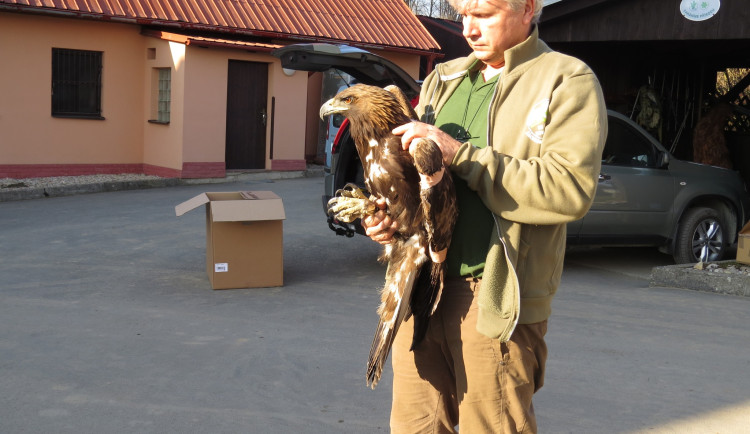 Zemřela orlice s neuvěřitelným osudem. Ochránci Toničku v Beskydech sledovali 15 let