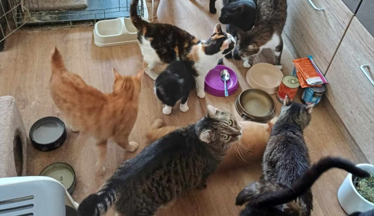 Policisté dopadli podlého zloděje, který obral opuštěné kočky. Peníze rozfofroval