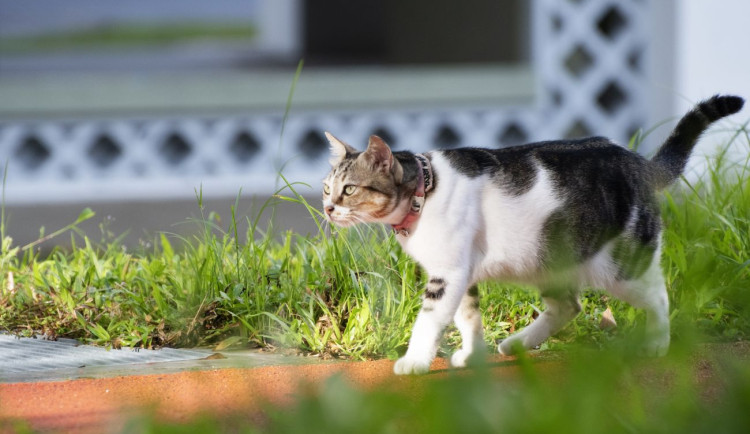 Hradec Králové opět finančně pomůže s kastrací koček a kocourů