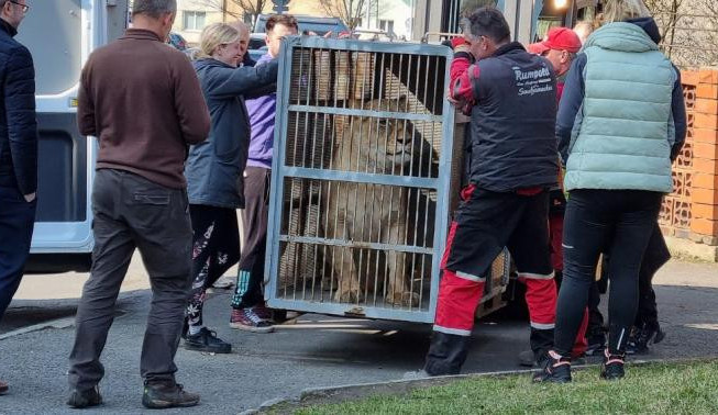 Hlasitý řev šelem upozornil na nelegální chov v rodinném domě