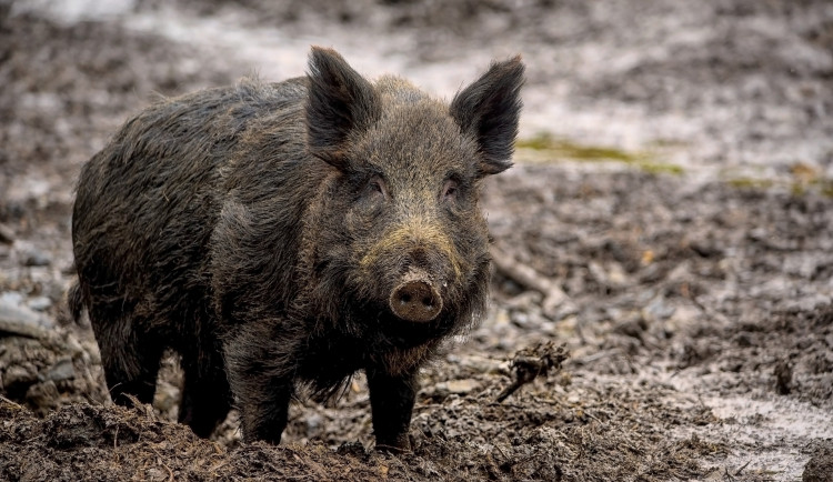 Smrtící pseudovzteklina je i v našem kraji, veterináři varují majitele psů