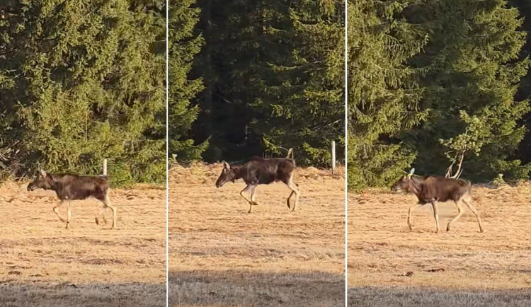 Celou zimu o něm nebylo ani vidu. Slavný los Emil se konečně ukázal na Šumavě