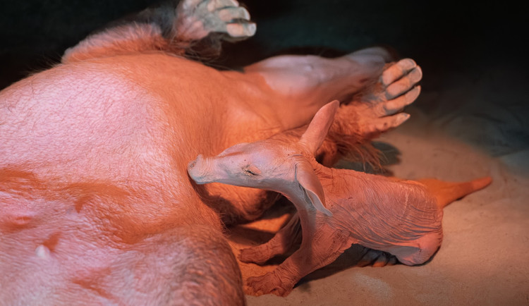 Safari Park má po více než dvou letech mládě hrabáče kapského