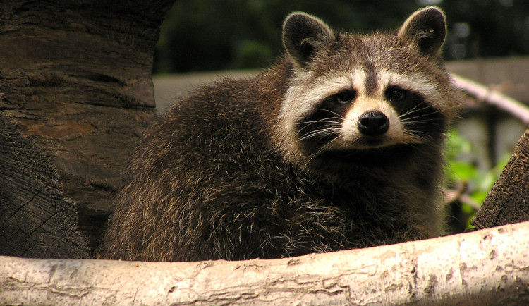 V Ostravě čelí mývalí invazi. Roztomilí medvídci sežrali vzácné škeble v zoo