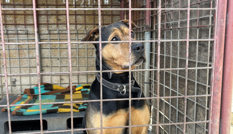 Vrátil se zlomený pes. Příběhy z olomouckého útulku ukazují, že láska někdy nestačí