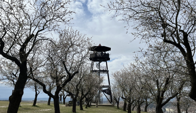 FOTO: Jaro jak z pohlednice. Mandloňové sady v Hustopečích přitahují davy