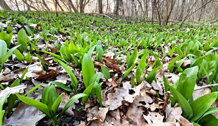 Milovníci medvědího česneku mají pré. Pozor musí dát na konvalinky a chráněné lokality