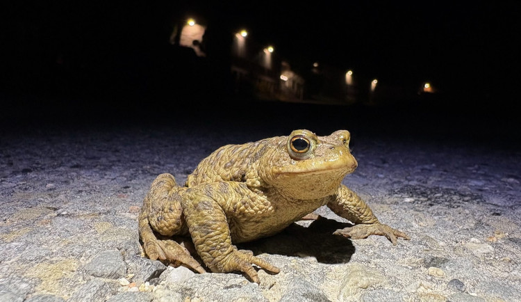 Žáby na jaře migrují ve velkém. Dobrovolníci je zachraňují před násilnou smrtí