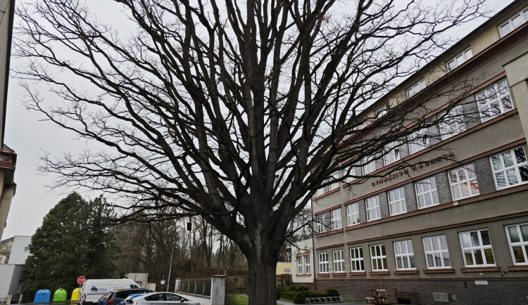 Památkově chráněný stoletý dub chřadne, město bojuje o jeho záchranu
