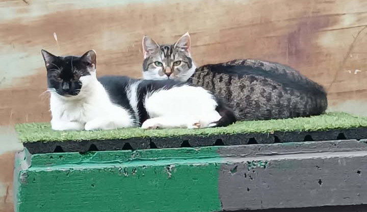 U Velodromu žily roky. Teď kočky přišly o zázemí i krmná místa, případ řeší úřady