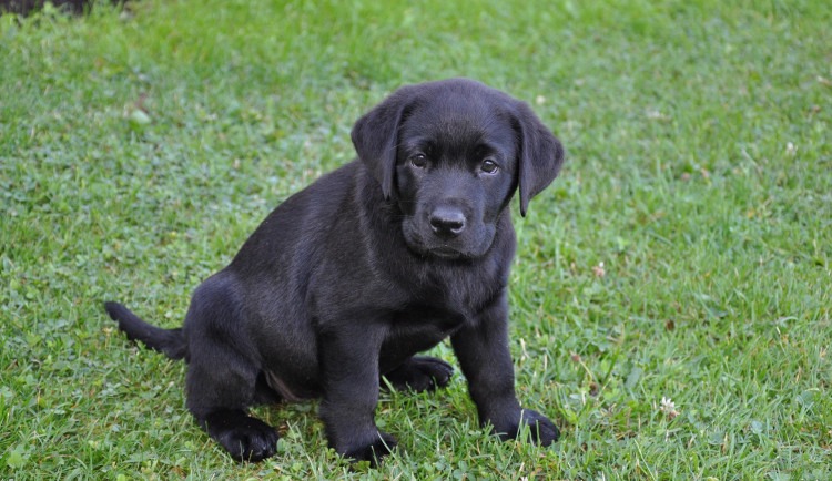 Podvodníci připravili lidi o tisíce, nalákali je na štěňata labradorů
