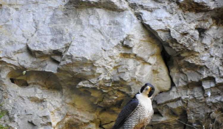 V Moravském krasu zahnízdil vzácný sokol, u Jáchymky se líhnou mláďata