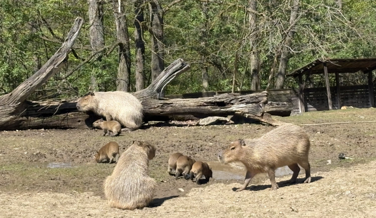 FOTO: V brněnské zoo přibyly další malé kapybary. Ve výběhu už skotačí pět mláďat