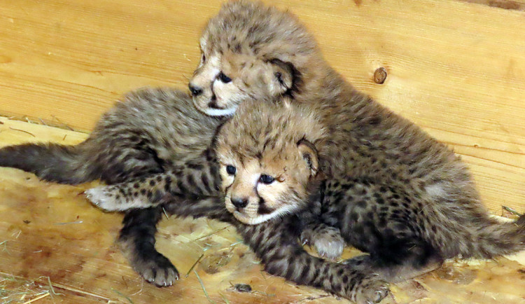 Radost u kočičích sprinterů. V Zoo Olomouc se narodilo šest vzácných gepardů