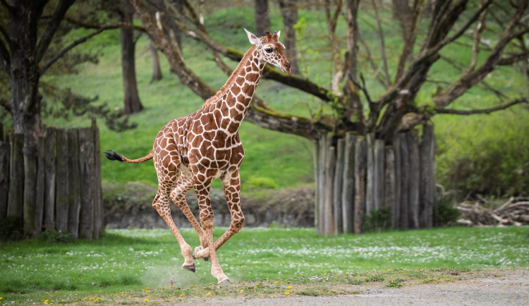 Safari Park ve Dvoře Králové chystá nové lákalo, brzy otevře žirafí školku