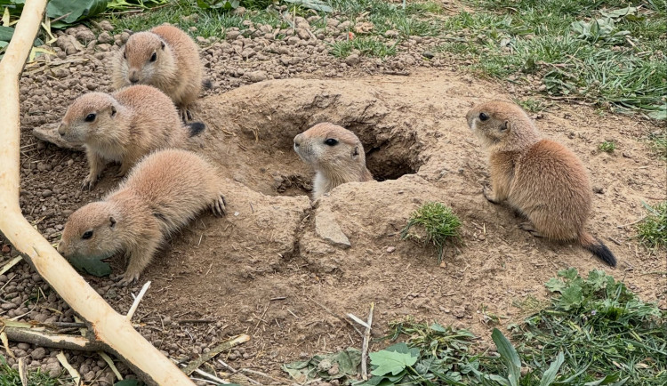 Psouní rodina v brněnské  zoo se rozrostla. Mláďata už dovádějí ve výběhu