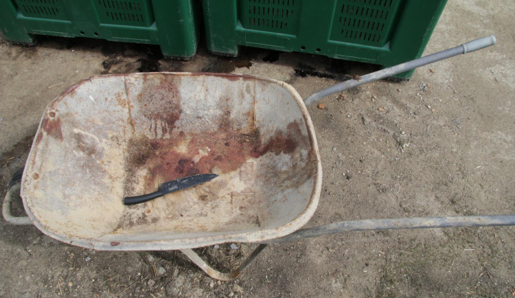 Na farmě zabili tři prasata a odvezli je na kolečku. Policistům neunikli